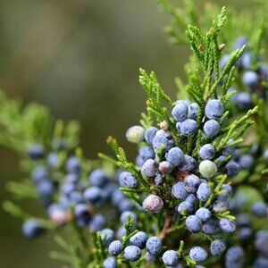 Meet your Posher, Juniper